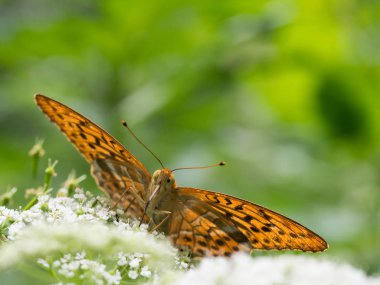 Bir bitki üzerinde oturan gümüş yıkanmış fritillary kelebek (Argynnis paphia) 