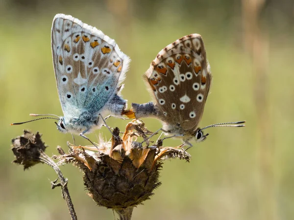 Голубые Мела Polyommatus Coridon Бабочки Спариваются Сухом Растении — стоковое фото