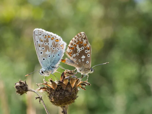 Borboletas Azul Chalkhill Coridon Polyommatus Que Acasalam Uma Planta Seca — Fotografia de Stock