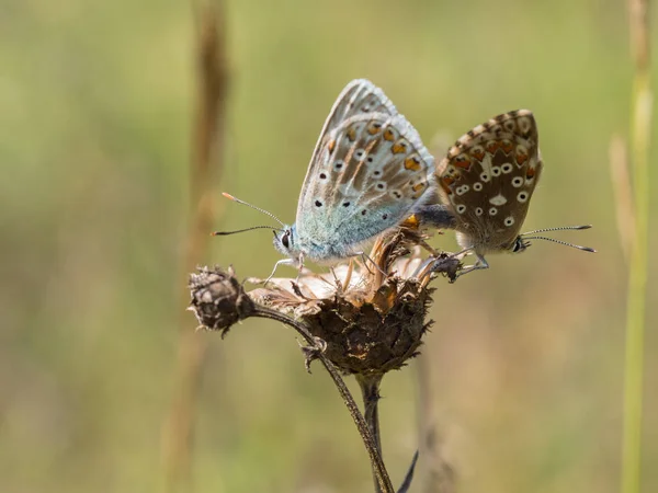 Les Papillons Bleus Polyommatus Coridon Accouplent Sur Une Plante Sèche — Photo