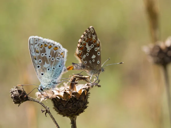 Les Papillons Bleus Polyommatus Coridon Accouplent Sur Une Plante Sèche — Photo