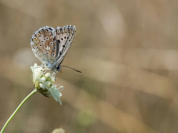 Çiçek Açan Bir Çiçek Üzerinde Oturan Besleme Chalkhill Mavi Polyommatus — Stok fotoğraf