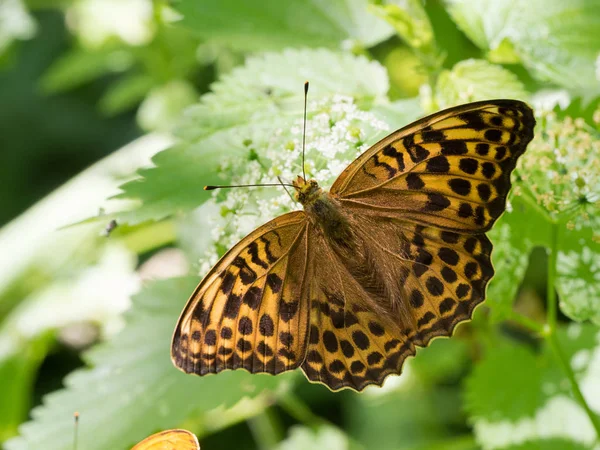 Vlinder Met Zilver Gewassen Parelmoervlinder Argynnis Paphia Zit Een Plant — Stockfoto