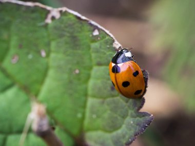 7-nokta yeşil yaprak üzerinde oturan uğur böceği (Coccinella septempunctata)