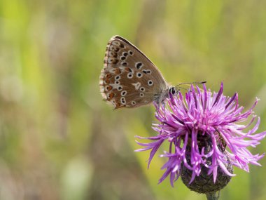 Çiçek açan bir çiçek üzerinde oturan ve besleme chalkhill mavi (Polyommatus coridon) kelebek