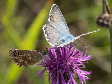 Çiçek açan thistle çiçek üzerinde oturan chalkhill mavi (Polyommatus coridon) kelebekler