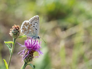 Çiçek açan bir çiçek üzerinde oturan ve besleme chalkhill mavi (Polyommatus coridon) kelebek