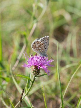 Çiçek açan bir çiçek üzerinde oturan ve besleme chalkhill mavi (Polyommatus coridon) kelebek