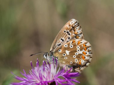 Çiçek açan bir çiçek üzerinde oturan ve besleme chalkhill mavi (Polyommatus coridon) kelebek