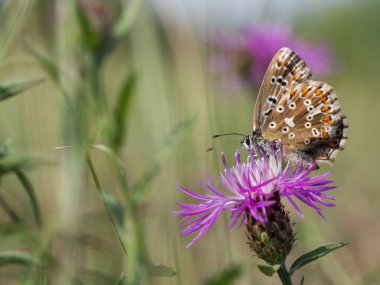 Çiçek açan bir çiçek üzerinde oturan ve besleme chalkhill mavi (Polyommatus coridon) kelebek