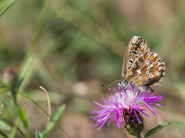 Çiçek açan bir çiçek üzerinde oturan ve besleme chalkhill mavi (Polyommatus coridon) kelebek