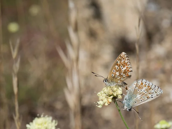 Borboletas Azul Colina Coridon Polyommatus Que Acasalam Uma Flor Florescendo — Fotografia de Stock