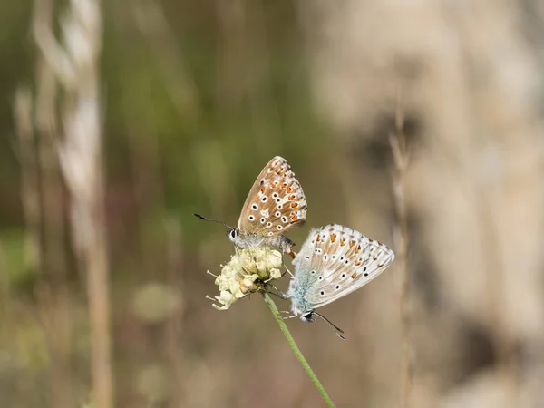 Borboletas Azul Colina Coridon Polyommatus Que Acasalam Uma Flor Florescendo — Fotografia de Stock