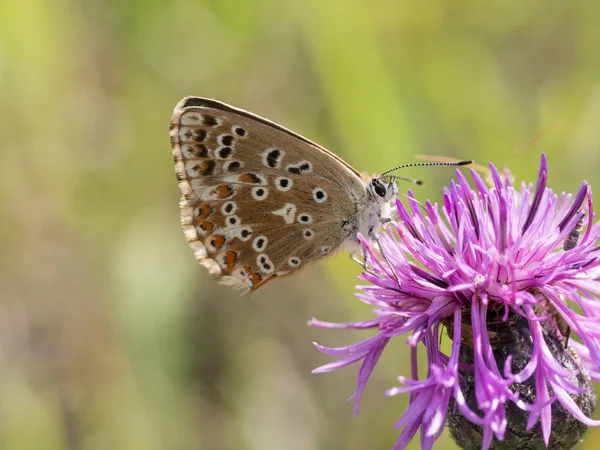 Papillon Bleu Craie Polyommatus Coridon Assis Sur Une Fleur Fleurs — Photo
