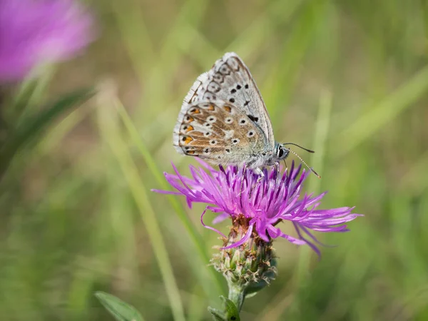 Papillon Bleu Craie Polyommatus Coridon Assis Sur Une Fleur Fleurs — Photo