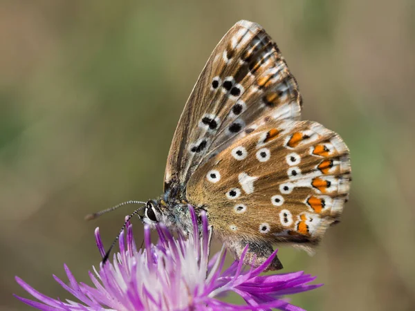 Papillon Bleu Craie Polyommatus Coridon Assis Sur Une Fleur Fleurs — Photo