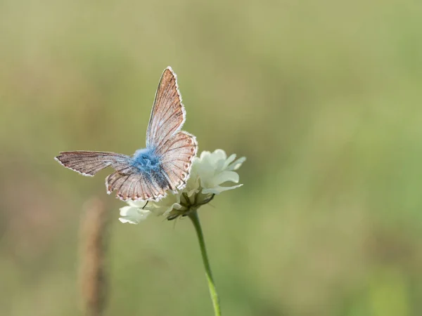 Borboleta Azul Chalkhill Coridon Polyommatus Sentada Uma Flor Florescendo Alimentando — Fotografia de Stock