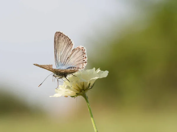 Papillon Bleu Craie Polyommatus Coridon Assis Sur Une Fleur Fleurs — Photo