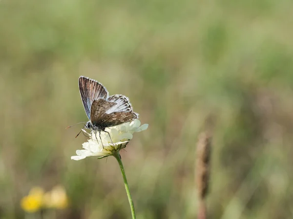 Papillon Bleu Craie Polyommatus Coridon Assis Sur Une Fleur Fleurs — Photo