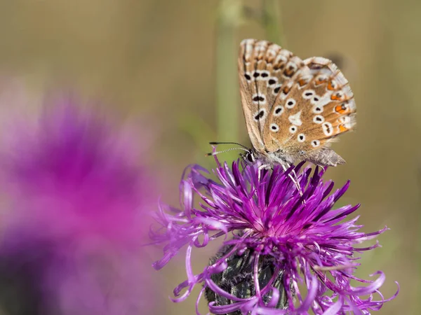 Farfalla Blu Chalkhill Polyommatus Coridon Seduta Fiore Fiore Alimentazione — Foto Stock