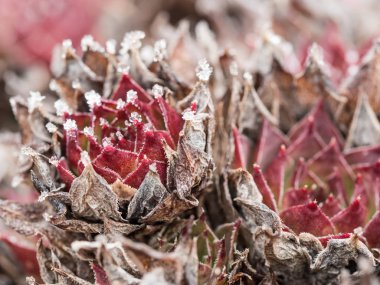 Güzel sempervivum bitki örtmek kış zamanında frost ile