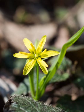 Gagea lutea, sarı baharda çiçek açan Star-of-Bethlehem