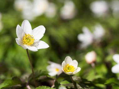 Bir erken bahar çiçekli bitki düğün çiçeği ailesinden Düğün çiçeğigiller Anemone nemorosa olduğunu