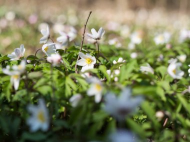 Bir erken bahar çiçekli bitki düğün çiçeği ailesinden Düğün çiçeğigiller Anemone nemorosa olduğunu