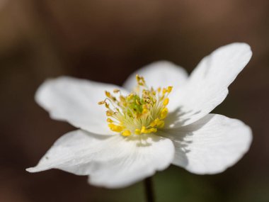 Bir erken bahar çiçekli bitki düğün çiçeği ailesinden Düğün çiçeğigiller Anemone nemorosa olduğunu
