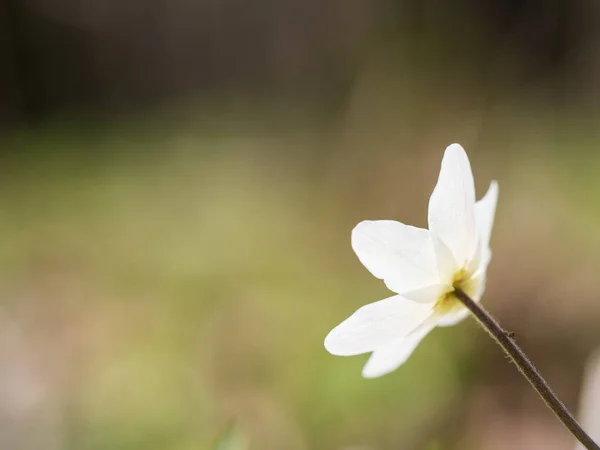 Anemone Nemorosa Tidigt Våren Blommande Växt Familjen Ranunkelväxter — Stockfoto