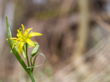 Gagea lutea, sarı baharda çiçek açan Star-of-Bethlehem