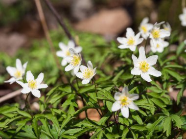 Bir erken bahar çiçekli bitki düğün çiçeği ailesinden Düğün çiçeğigiller Anemone nemorosa olduğunu