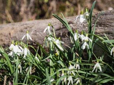Güzel Galanthus (kardelen) çiçeklenme ormanda bir güneşli bahar gününde çiçek.