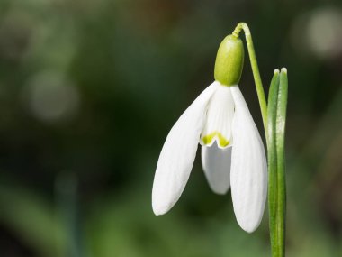Güzel Galanthus (kardelen) çiçeklenme ormanda bir güneşli bahar gününde çiçek.