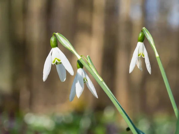 Hermosa Flor Galanthus Nevada Floreciendo Bosque Día Soleado Primavera —  Fotos de Stock