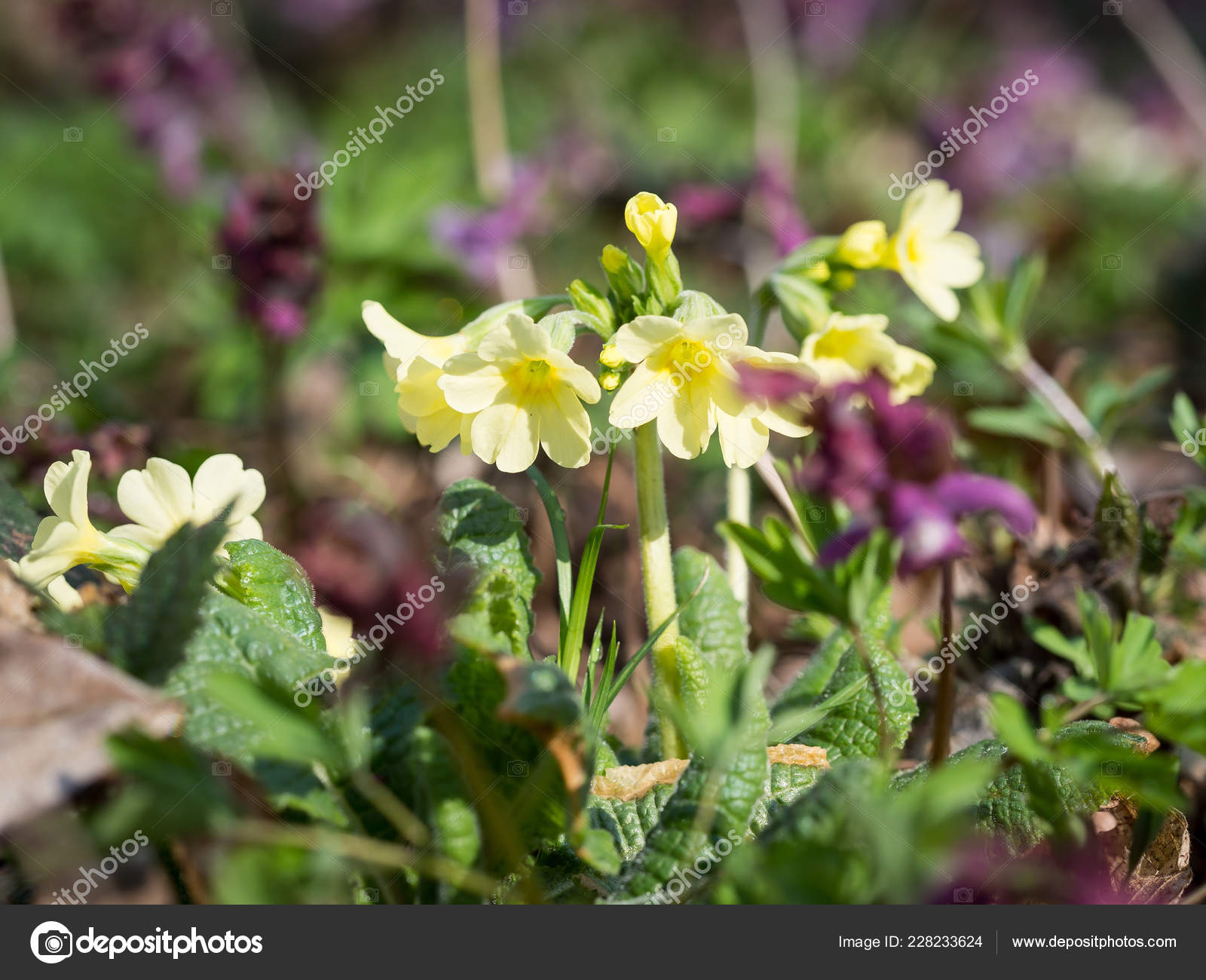 Primula Elatior Oxlip Yellow Spring Flower Stock Photo C Sleepyhobbit Gmail Com 228233624