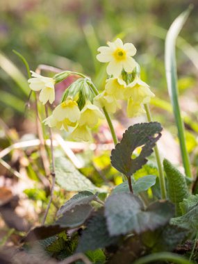 Primula elatior (oxlip) - sarı bahar çiçek