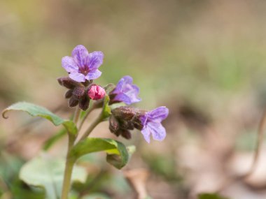 Pulmonaria (lungwort)-ormanda çiçek açan bahar çiçek.