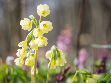Primula elatior (oxlip) - sarı bahar çiçek