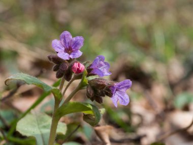 Pulmonaria (lungwort)-ormanda çiçek açan bahar çiçek.