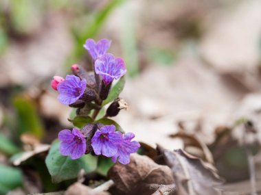 Pulmonaria (lungwort)-ormanda çiçek açan bahar çiçek.