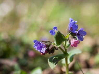 Pulmonaria (lungwort)-ormanda çiçek açan bahar çiçek.
