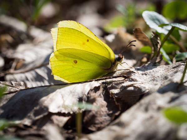 Gonepteryx rhamni (common brimstone) sitting on a ground