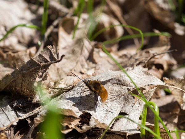 Bombylius major seduta su un terreno — Foto Stock