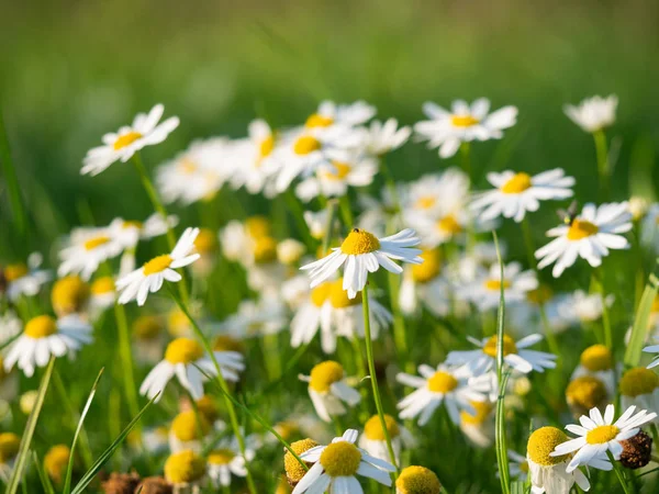 Vackra Kamomill Matricaria Chamomilla Blommor Blommar Ängen Solig Dag — Stockfoto