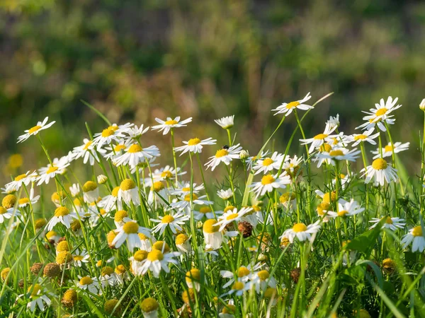 Vackra Kamomill Matricaria Chamomilla Blommor Blommar Ängen Solig Dag — Stockfoto