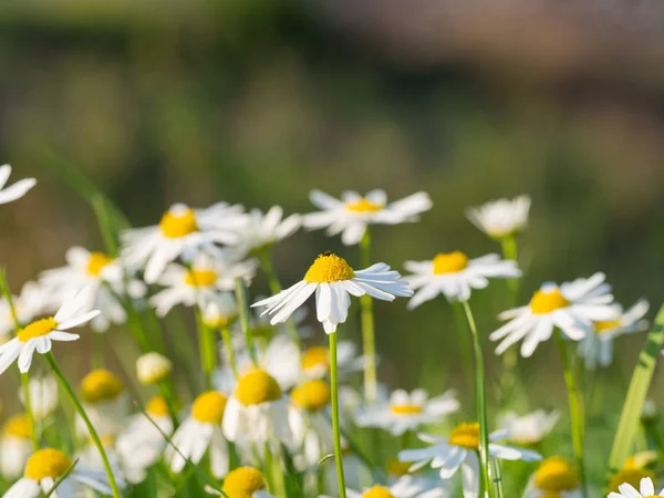 Vackra Kamomill Matricaria Chamomilla Blommor Blommar Ängen Solig Dag — Stockfoto