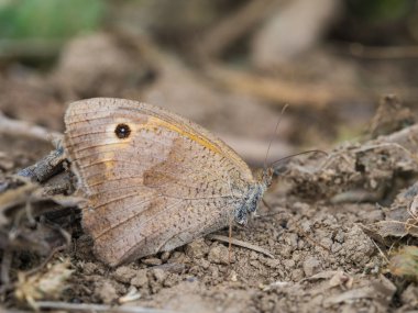 Güzel çayır kahverengi (Maniola jurtina) kelebek oturma ve yere dinlenme