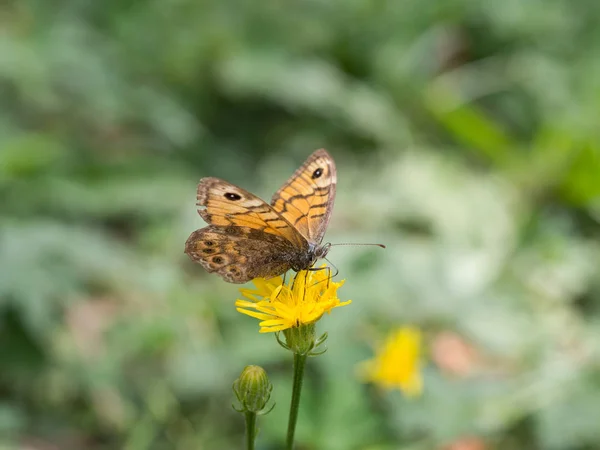 Nahaufnahme Von Lasiommata Megera Oder Wandschmetterling Der Auf Einer Gelben — Stockfoto