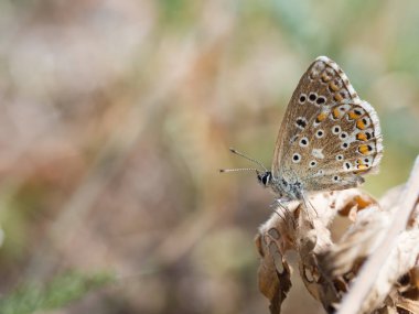 Adonis mavi (Polyommatus bellargus) kelebek aile içinde bir bitki üzerinde oturan Lycaenidae